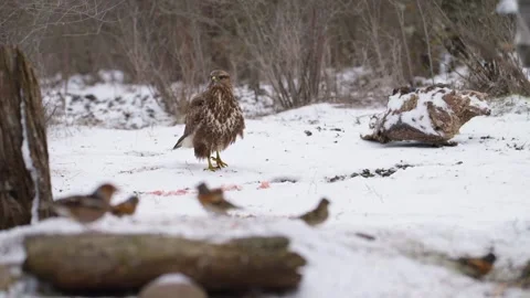 Common Buzzard (Buteo buteo) in Snowy Forest in Winter, Slow Motion Stock-Footage 332679155
