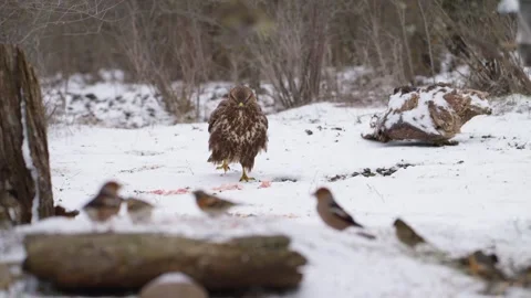 Common Buzzard (Buteo buteo) in Snowy Forest in Winter, Slow Motion Close up Stock Footage 332679172