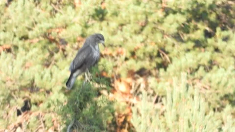 Common buzzard, Buteo buteo, Spain Stock Footage 234450323