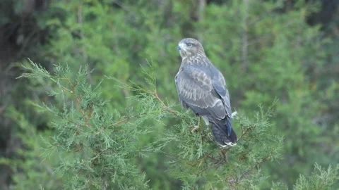 Common buzzard, Buteo buteo, Spain, Busardo ratonero Stock Footage 234450379