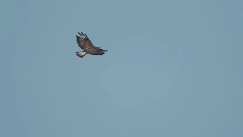 Common buzzard, Buteo buteo, Spain, Busardo ratonero Stock Footage 234450380