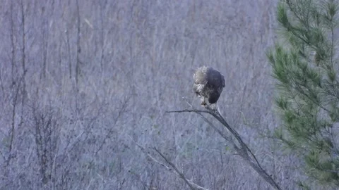 Common buzzard, Buteo buteo, Spain, Busardo ratonero Stock Footage 234450613
