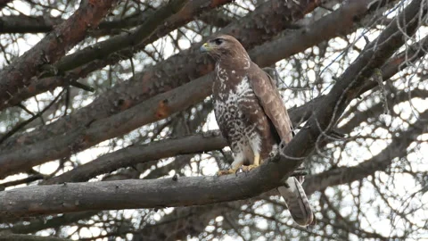 Common buzzard, Buteo buteo, Spain, Busardo ratonero Stock Footage 234450625