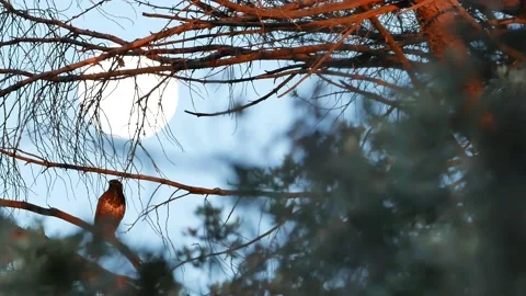 Common buzzard, Buteo buteo, Spain, Busardo ratonero Stock Footage 234450756