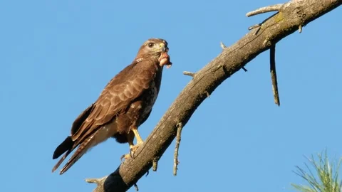 Common buzzard, Buteo buteo, Spain, Busardo ratonero Stock Footage 234450852