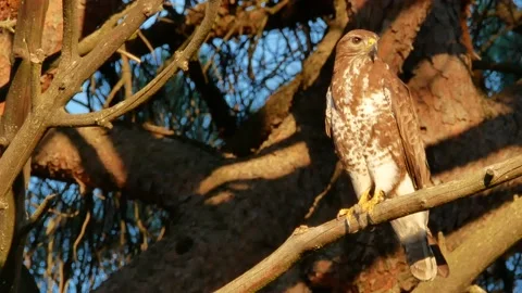 Common buzzard, Buteo buteo, Spain, Busardo ratonero Stock Footage 234450866