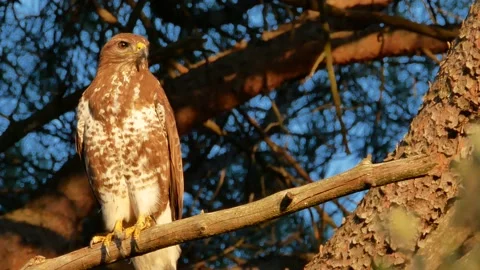 Common buzzard, Buteo buteo, Spain, Busardo ratonero Stock Footage 234450978