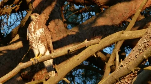 Common buzzard, Buteo buteo, Spain, Busardo ratonero Stock Footage 234451018