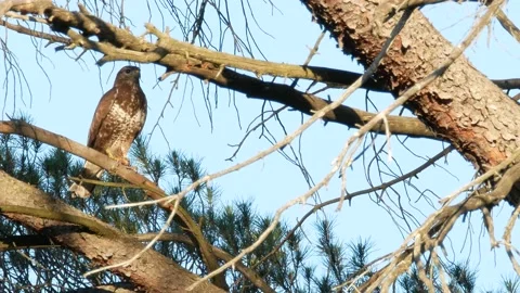 Common buzzard, Buteo buteo, Spain, Busardo ratonero Stock Footage 234451086