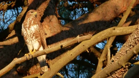 Common buzzard, Buteo buteo, Spain, Busardo ratonero Stock Footage 234451154