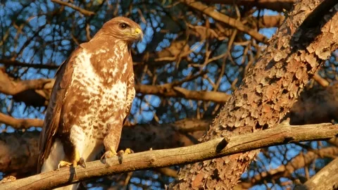 Common buzzard, Buteo buteo, Spain, Busardo ratonero Stock Footage 234451157
