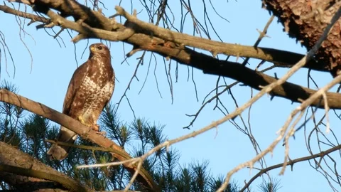 Common buzzard, Buteo buteo, Spain, Busardo ratonero Stock Footage 234451219