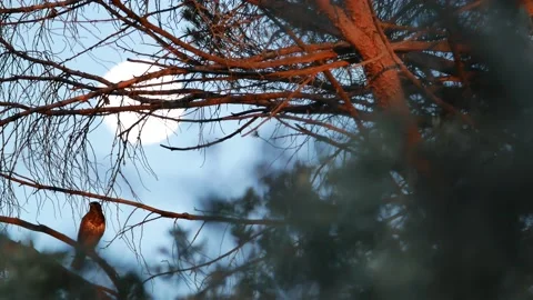 Common buzzard, Buteo buteo, Spain, Busardo ratonero Stock Footage 234451223