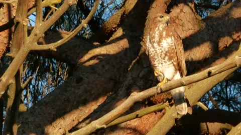 Common buzzard, Buteo buteo, Spain, Busardo ratonero Stock Footage 234451287