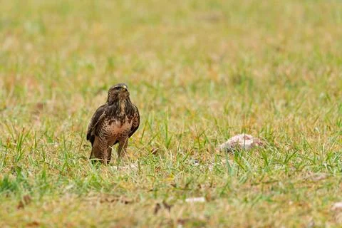 Common Buzzard (Buteo buteo) standing on grassy field near animal carcass d.. Stock Photos