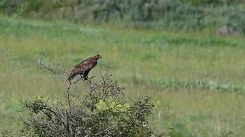 Common buzzard buteo buteo, in the wild Stock Footage 208165546