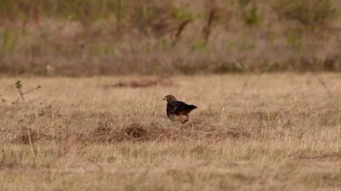 Common buzzard buteo buteo, in the wild Stock-Footage 252042887