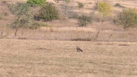 Common buzzard buteo buteo, in the wild Video stock 252043705