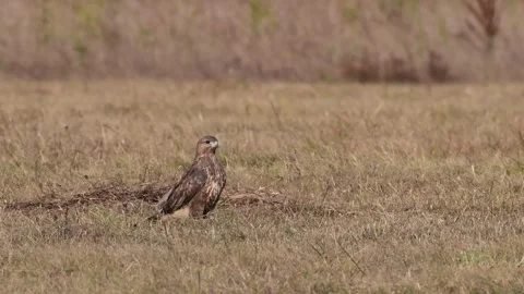 Common buzzard buteo buteo, in the wild Stock-Footage 252536296