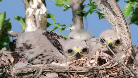 Common buzzard buteo buteo, in the wild Stock-Footage 259902508