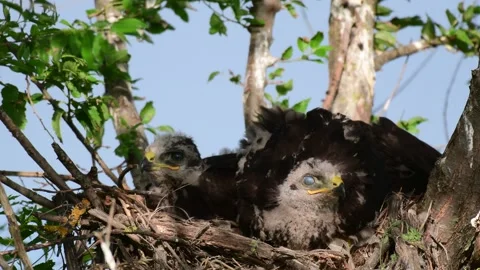 Common buzzard buteo buteo, in the wild Stock-Footage 265308354