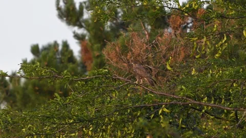 Common buzzard buteo buteo, in the wild Stock-Footage 281372334