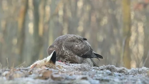 Common buzzard Buteo buteo wildlife, eats fox Vulpes vulpes carrion snowy forest Stock Footage 280263885