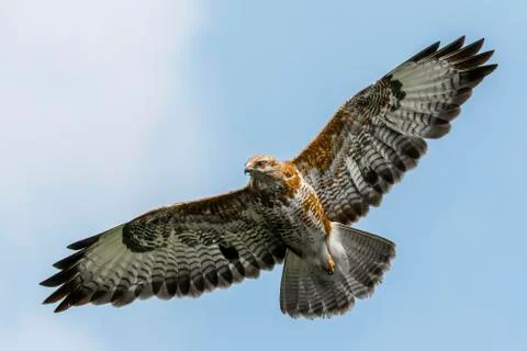 Common buzzard captured in flight under blue sky Stock-Fotos