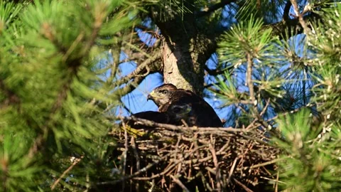 Common Buzzard Chicks (Buteo buteo) Hiding in Nest on Tree Slow Motion Stock Footage 337663360