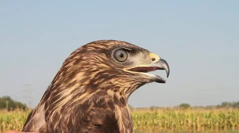 Common Buzzard close up, Buteo buteo Video stock 12093470