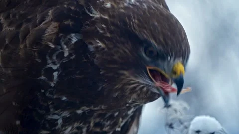 Common Buzzard Close-Up Eating Prey in Winter – 4K Wildlife Cinematic 스톡 동영상 320189202