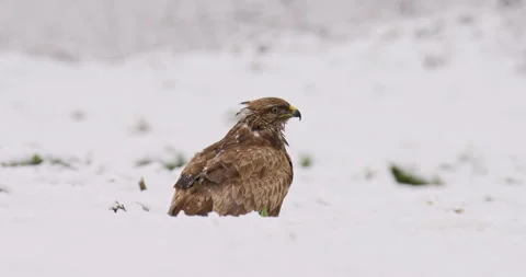 Common buzzard up close as it eats from snowy ground Stock Footage 266156319