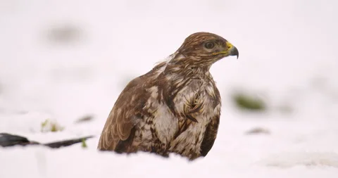 Common buzzard up close as it eats from snowy ground Stock Footage 266156475