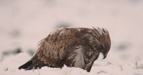 Common buzzard eat of snow covered ground during blizzard as magpie walk behind Stock Footage 266151701