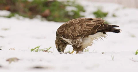 A common buzzard eat from snow covered ground with few blades of grass poking Stock Footage 266153980
