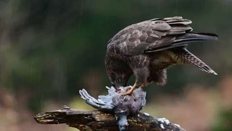 Common buzzard eating a dead wood pigeon in the rain Stock Footage 201531476
