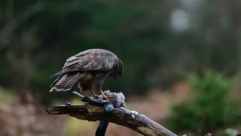 Common buzzard eating a dead wood pigeon in the rain Stock Footage 204999989