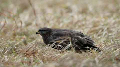 Common buzzard eating Stock Footage 106171556