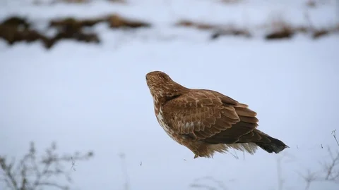 Common buzzard eating meat on the snow Stock Footage 101259759