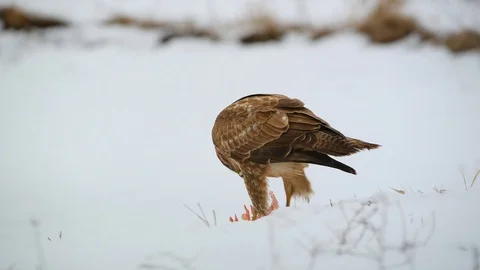 Common buzzard eating meat on the snow Stock Footage 101260115