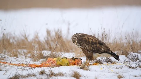 Common buzzard eating meat on the snow Stock Footage 101260305
