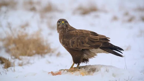 Common buzzard eating meat on the snow Stock Footage 101260309
