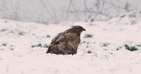 Common buzzard eating of snow covered ground during snowfall Video stock 266151305