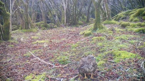 Common Buzzard Eating Worm and Flying Off, Trail Camera Wildlife Isle of Skye Video stock 334039061
