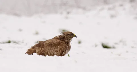 Common buzzard eats and looks around in snow during blizzard Stock Footage 266152312