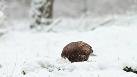 Common buzzard eats a dead wood pigeon on a forest meadow in the snow Stock Footage 198354410