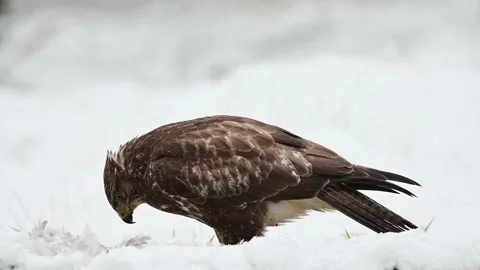 Common buzzard eats a dead wood pigeon on a forest meadow in the snow Stock Footage 198354976