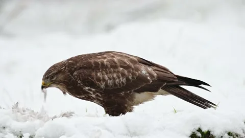 Common buzzard eats a dead wood pigeon on a forest meadow in the snow Stock Footage 198355634