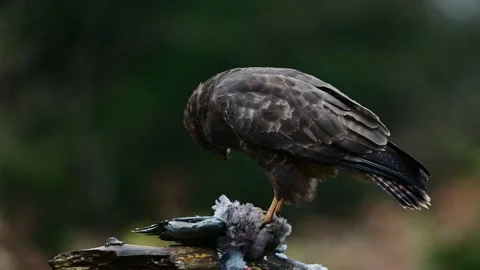 Common buzzard eats dead wood pigeon in heavy rain Video stock 201531660