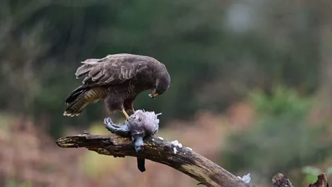 Common buzzard eats dead wood pigeon in heavy rain Stock Footage 202307887